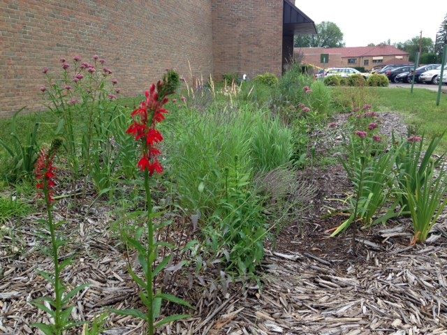 Rain Garden