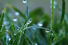 Wet Grass
