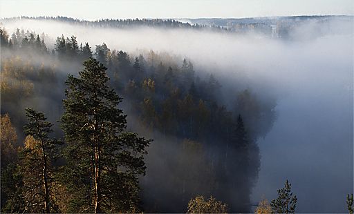 Salo Forest Landscape